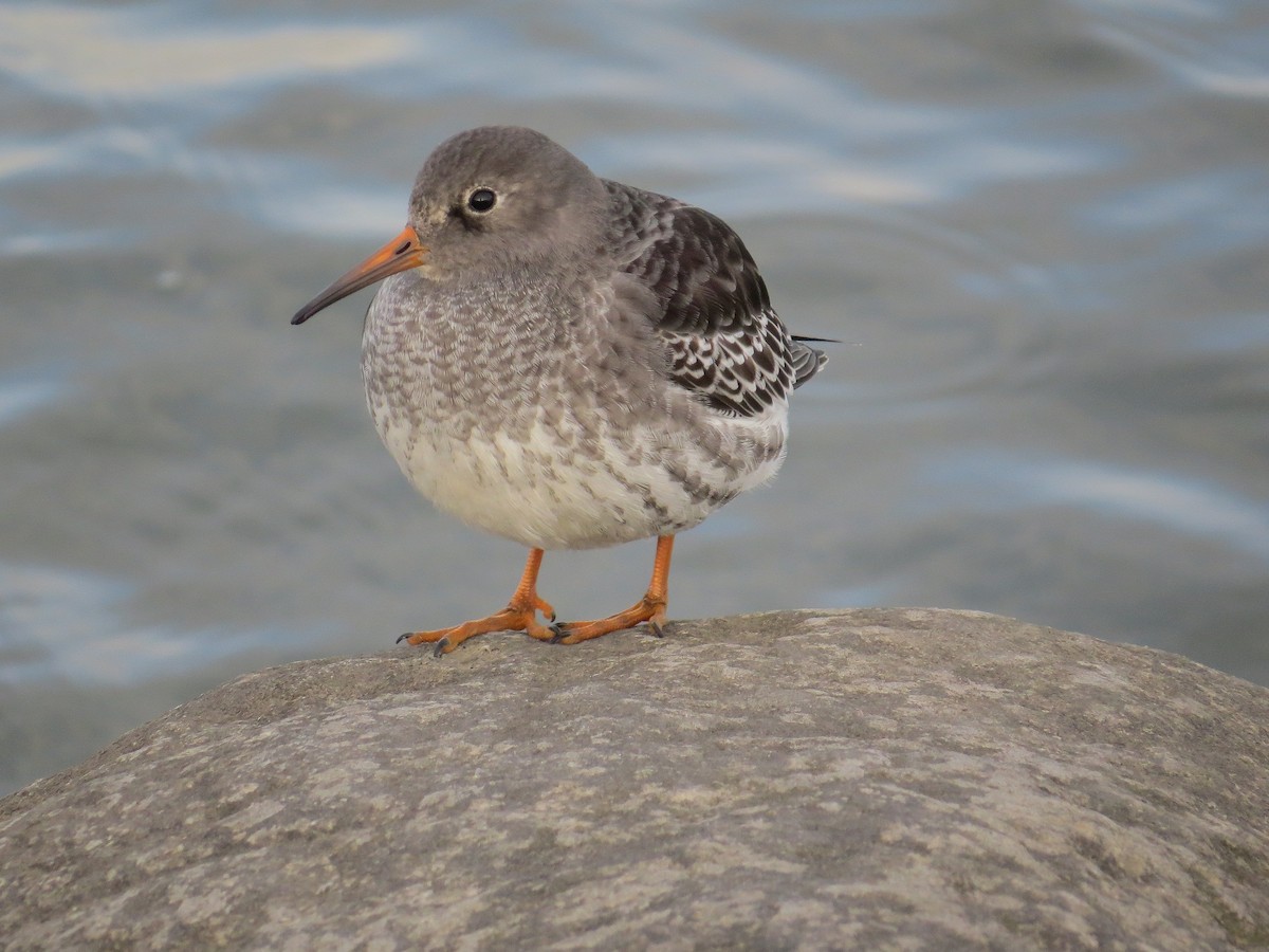 Purple Sandpiper - ML185938021