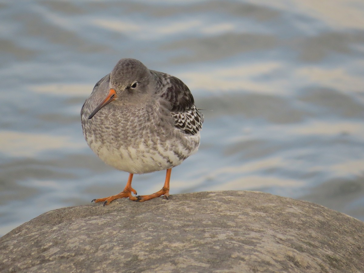 Purple Sandpiper - ML185938031