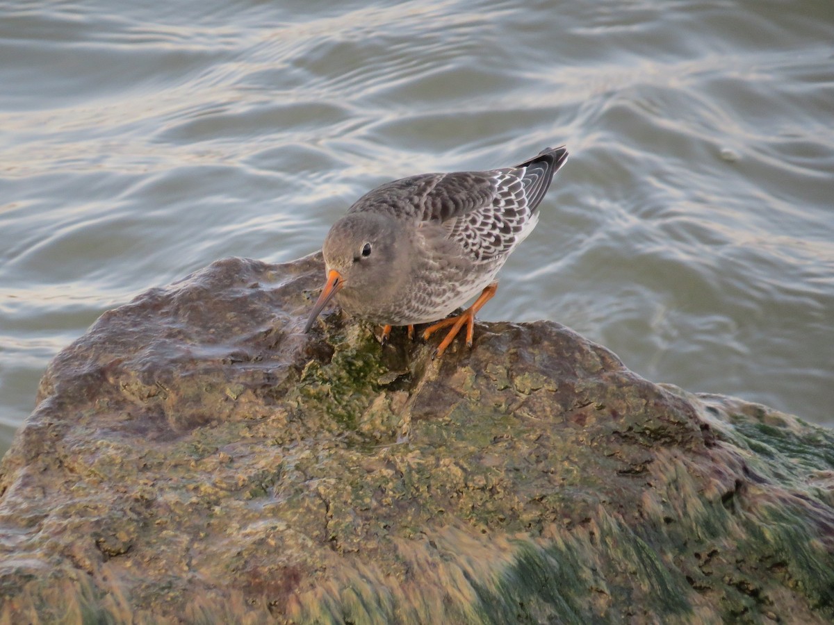 Purple Sandpiper - ML185938041