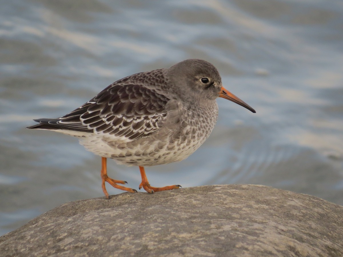 Purple Sandpiper - ML185938051