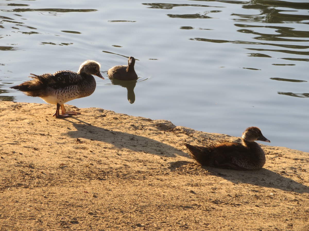 Muscovy Duck (Domestic type) - Bob Packard