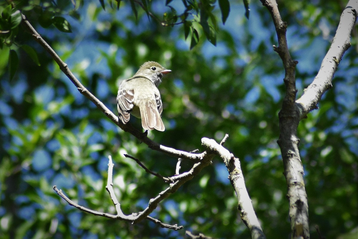 Small-billed Elaenia - ML185938681