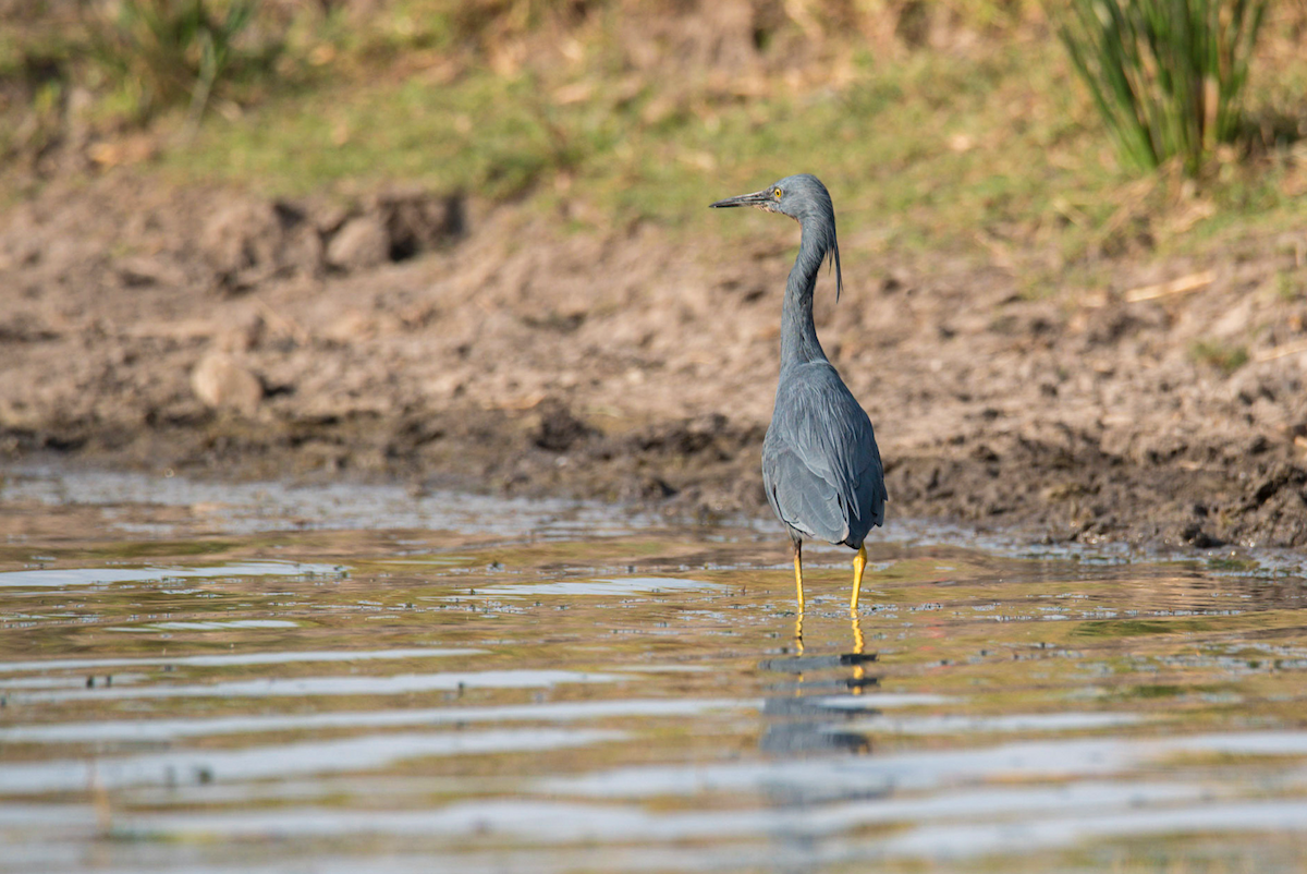 Slaty Egret - Alistair Routledge