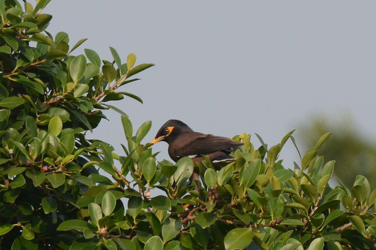 Common Myna - Jhih-Wei (志偉) TSAI (蔡)