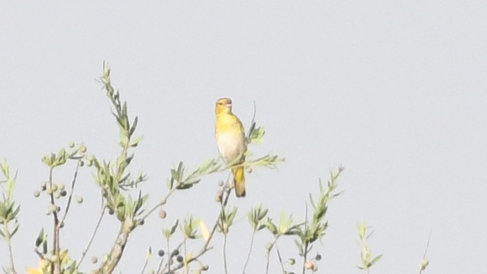 Sulphur-breasted Bushshrike - ML185943661