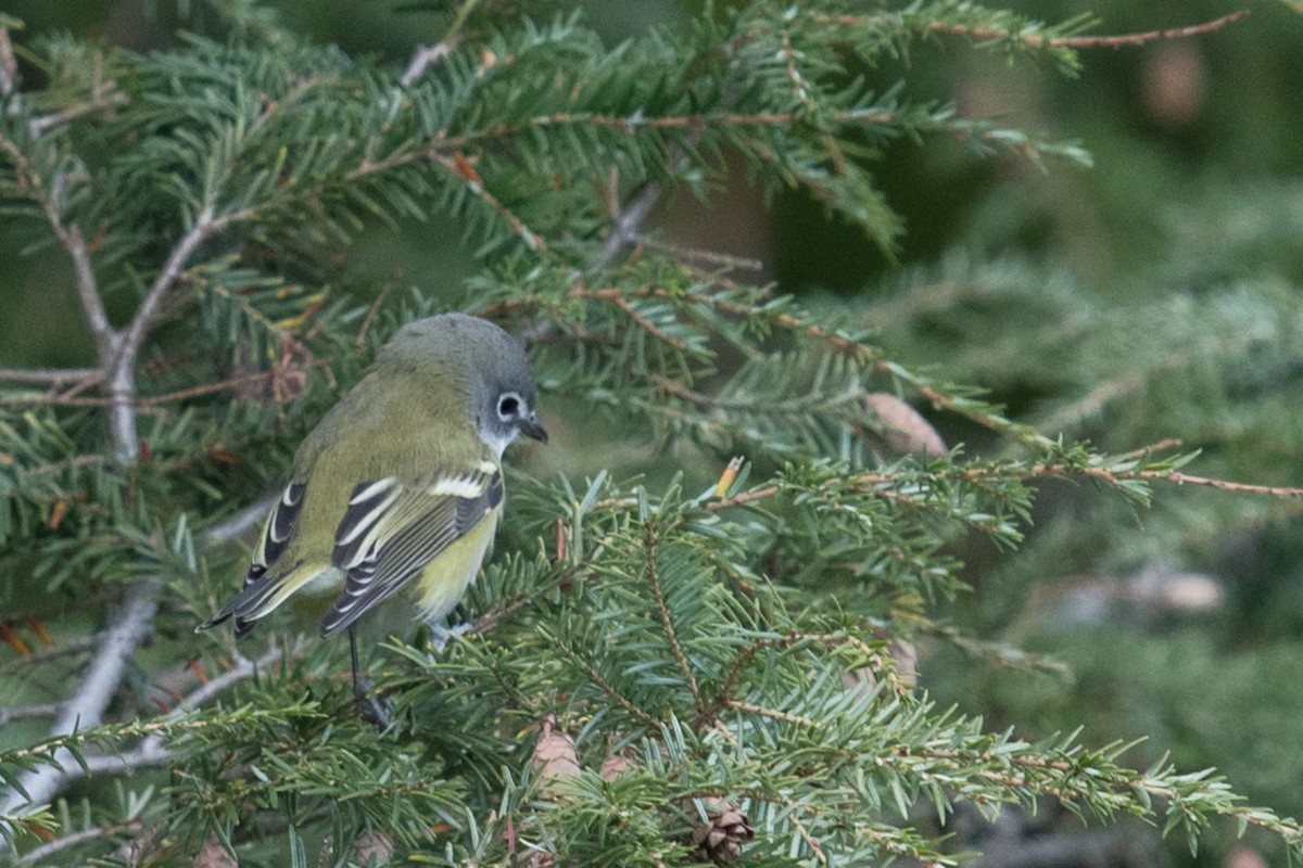 Blue-headed Vireo - ML185943971