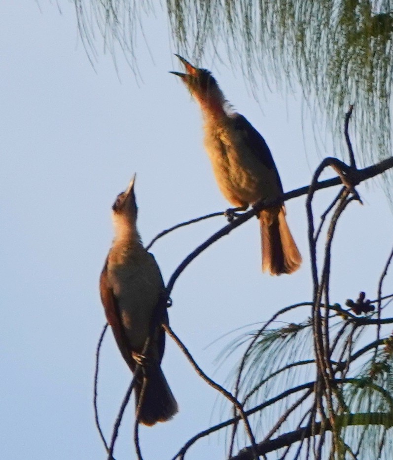 White-naped Friarbird - ML185944041