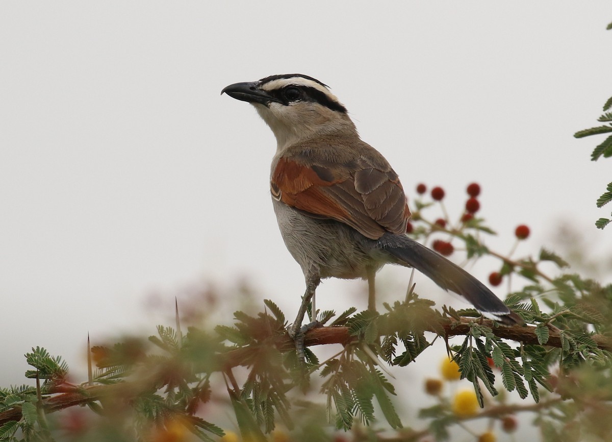 חנקן סנגלי - ML185944861