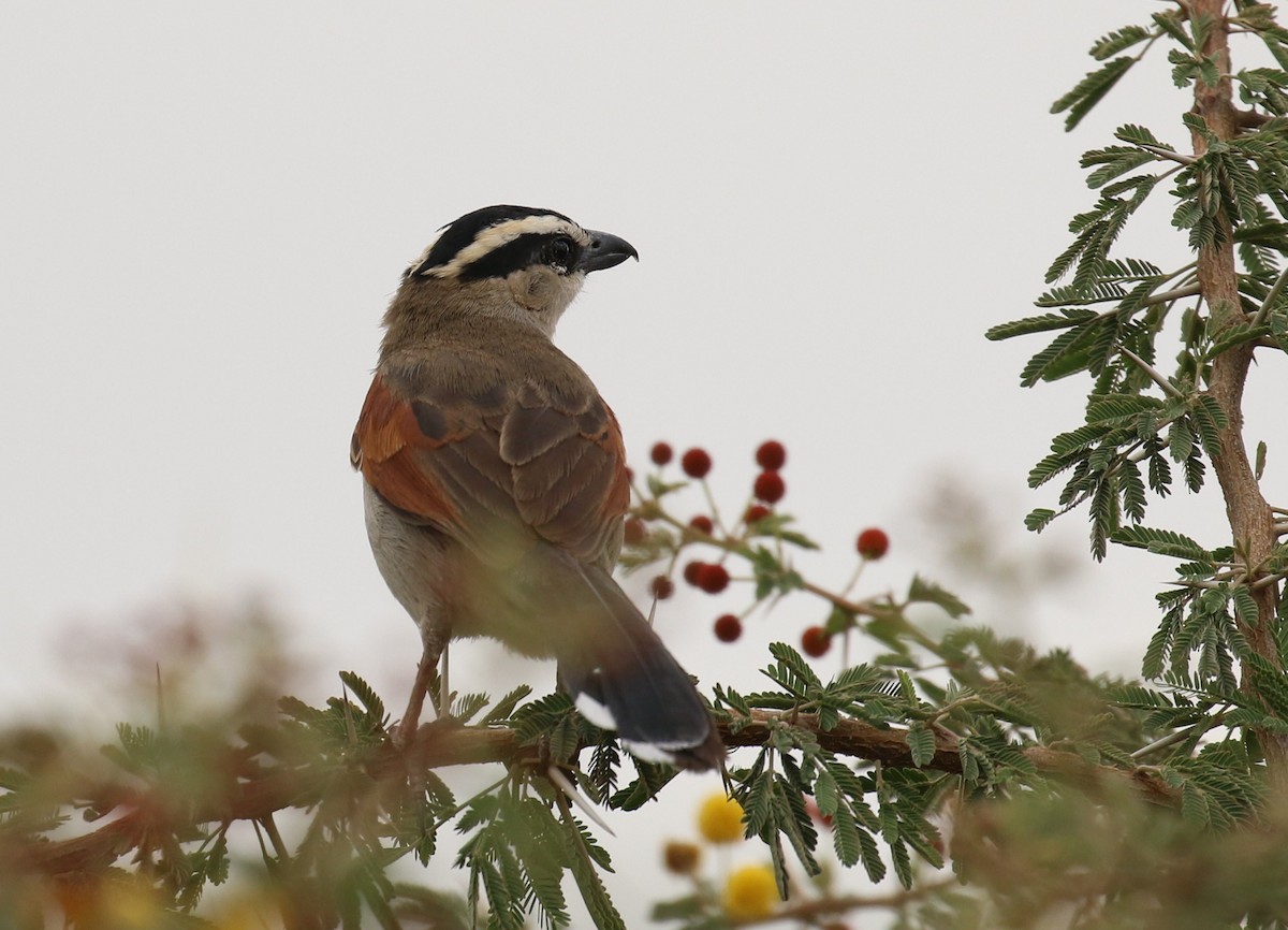 Black-crowned Tchagra - Fikret Ataşalan