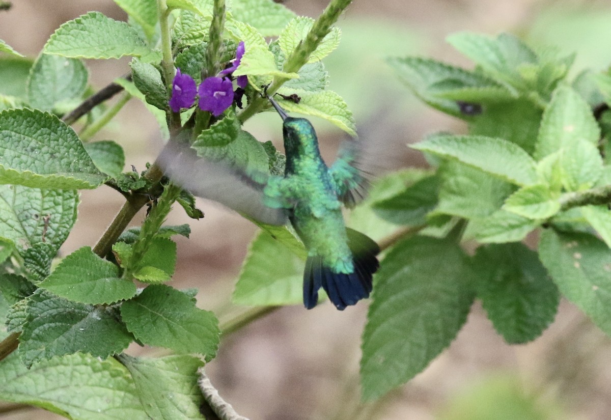 Blue-tailed Emerald - John Bruin