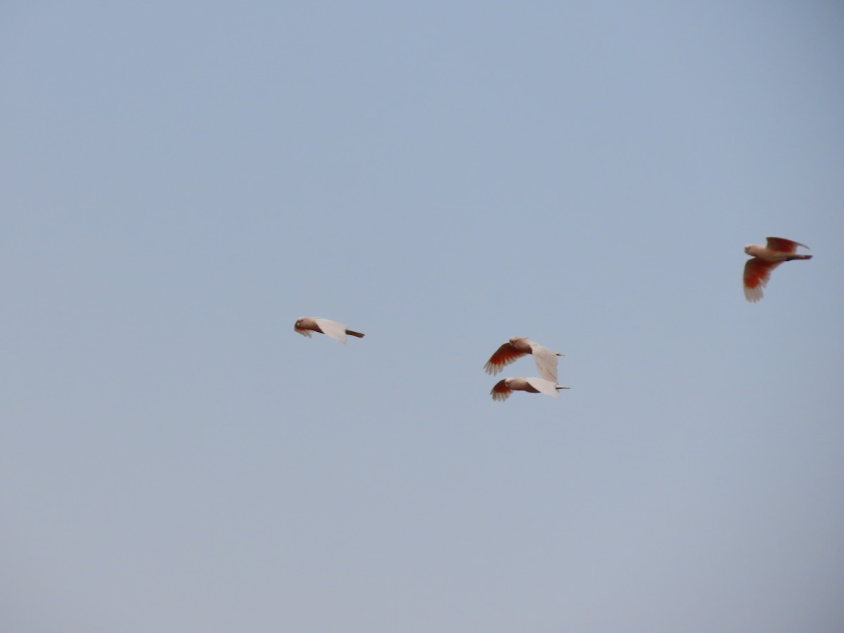 Pink Cockatoo - ML185946521