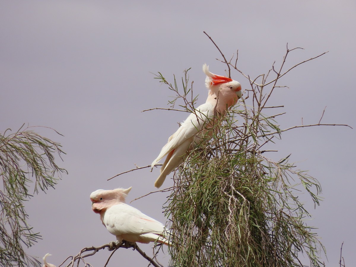 Pink Cockatoo - ML185946571