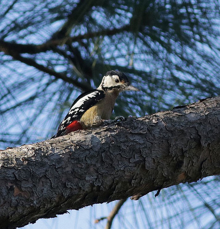 Himalayan Woodpecker - Kaajal Dasgupta
