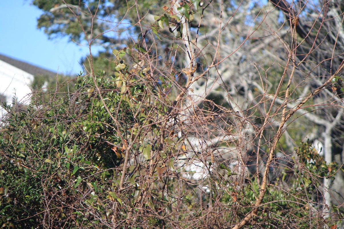 Spotted Towhee - ML185947991