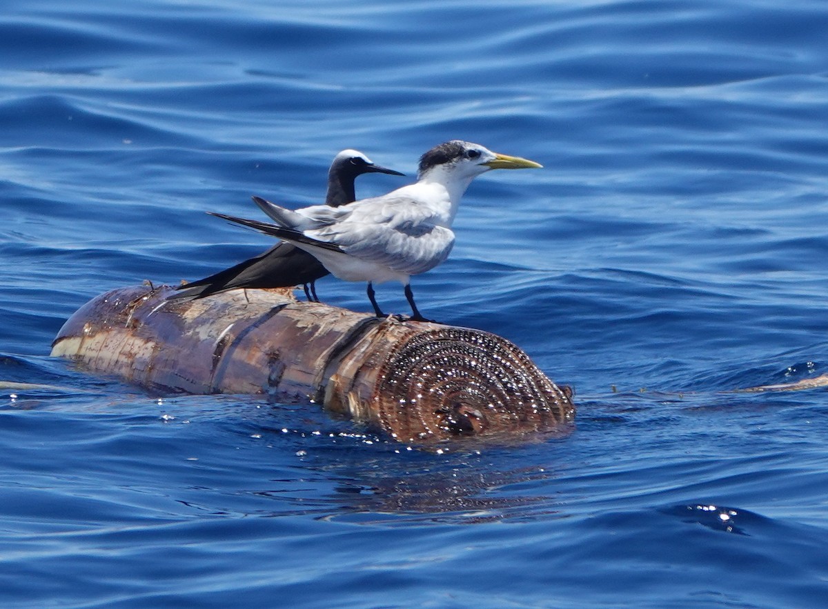 Great Crested Tern - ML185948221