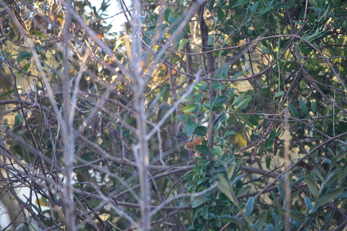 Spotted Towhee - ML185948271