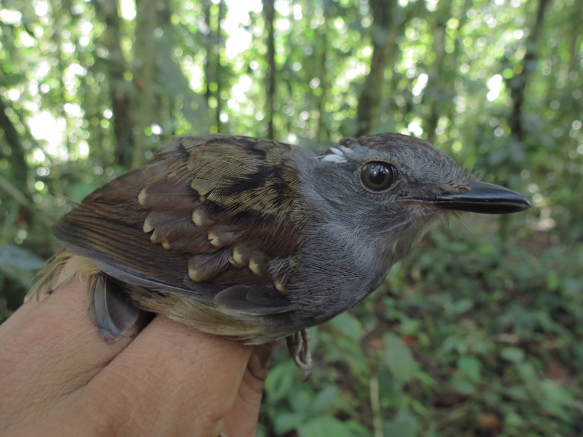 Ash-throated Gnateater - ML185949041