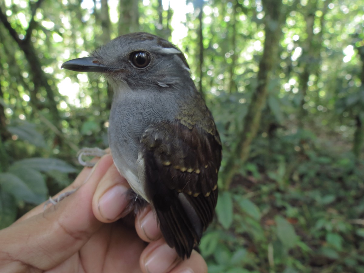 Ash-throated Gnateater - ML185949061