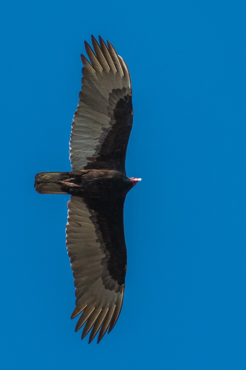 Turkey Vulture - ML185949181