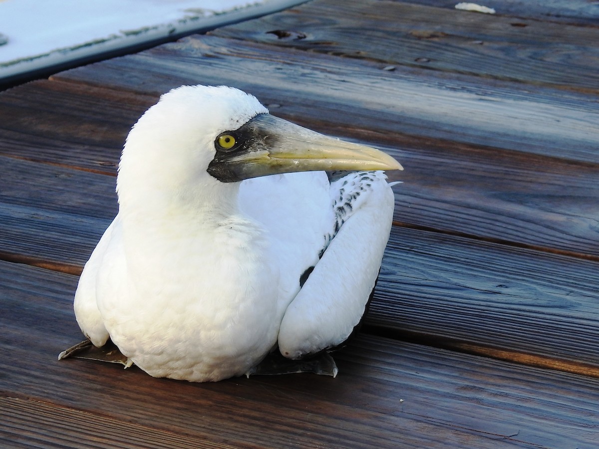 Masked Booby - ML185949651