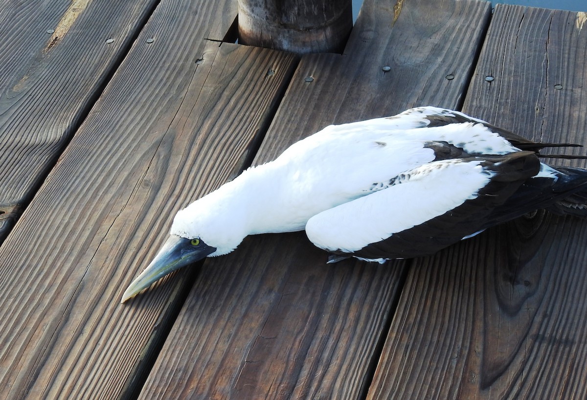 Masked Booby - ML185949921