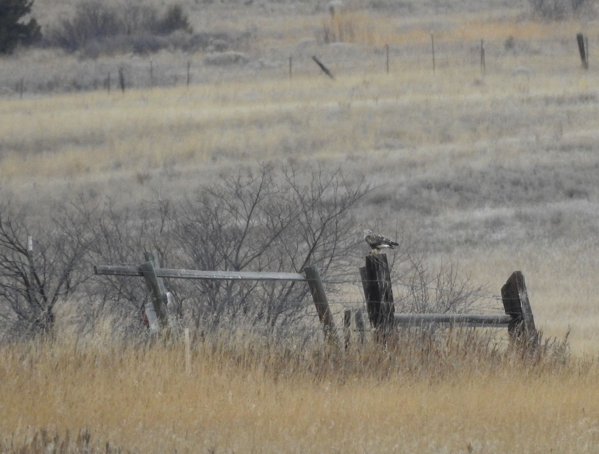 Rough-legged Hawk - Shane Sater