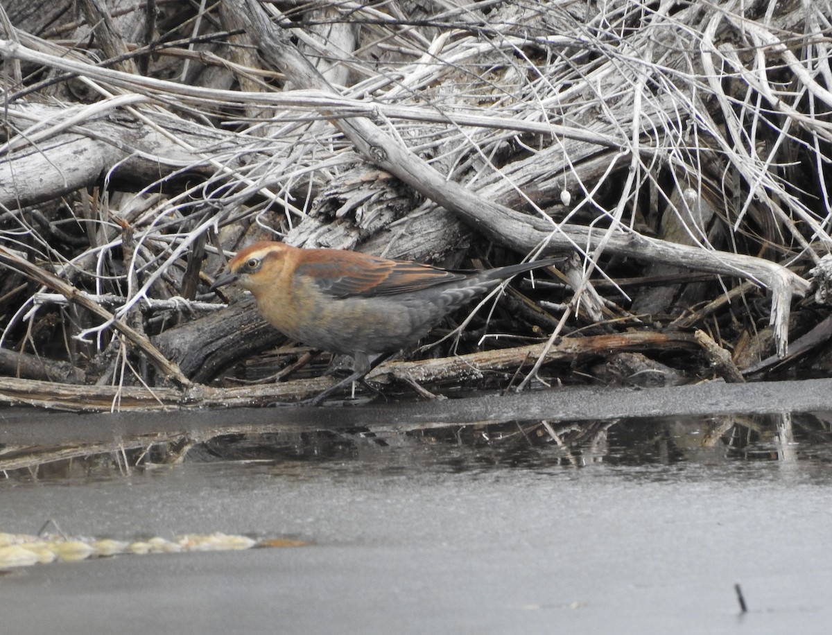 Rusty Blackbird - ML185951431