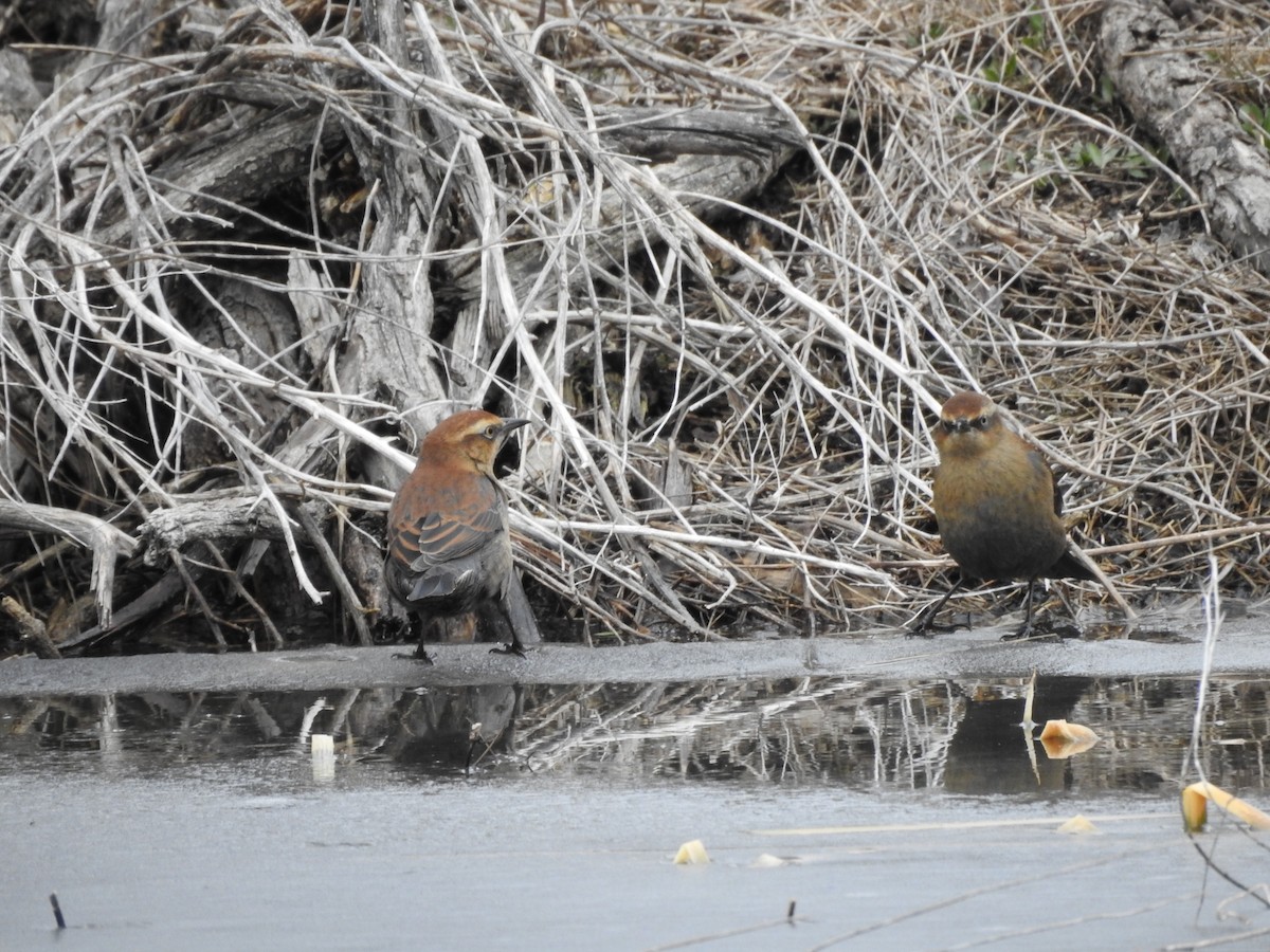 Rusty Blackbird - ML185951591