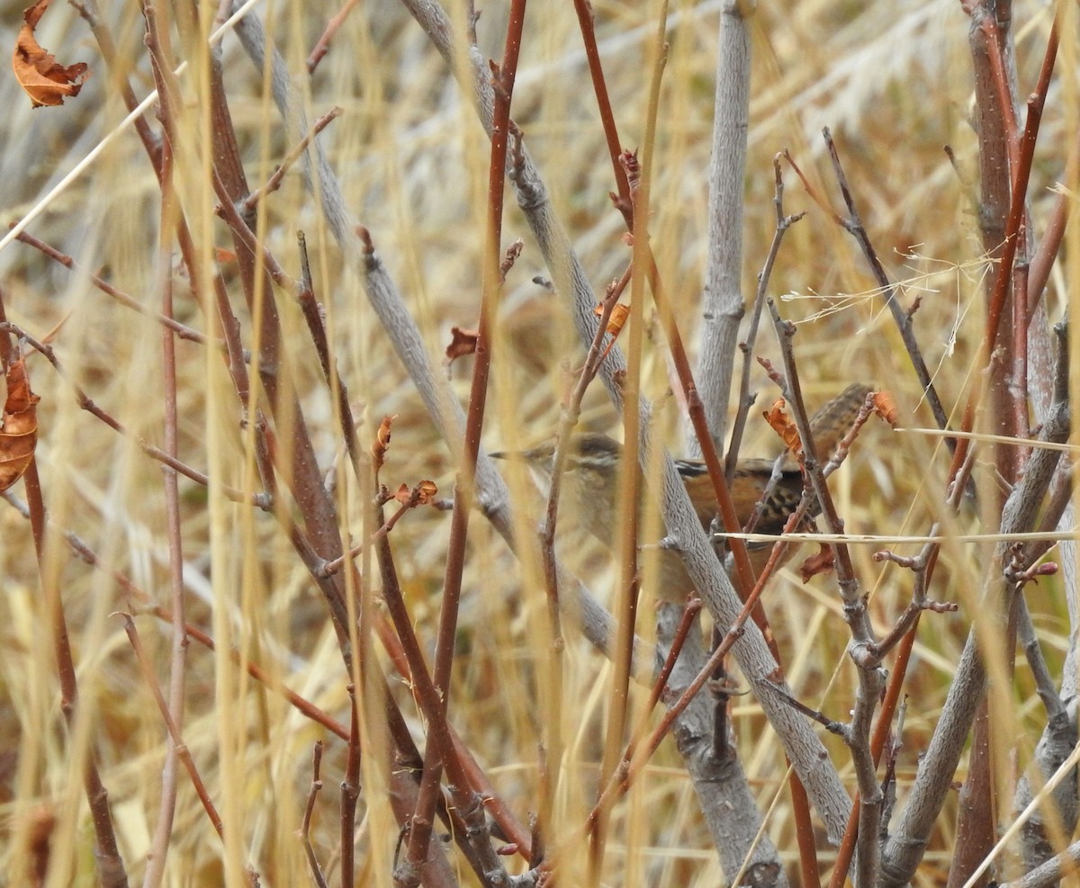 Marsh Wren - ML185952961