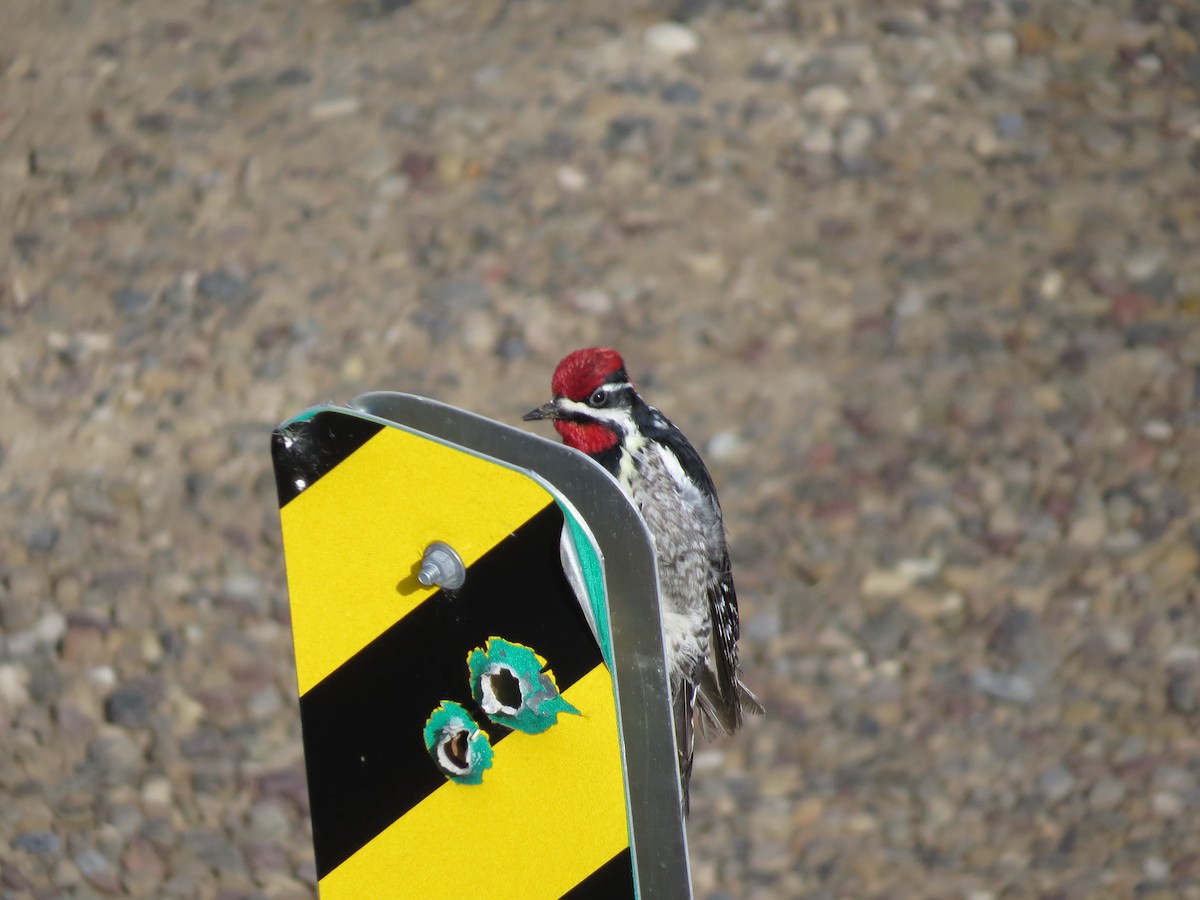 Red-naped Sapsucker - ML185953891