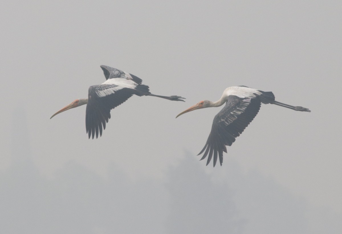 Painted Stork - ML185954191