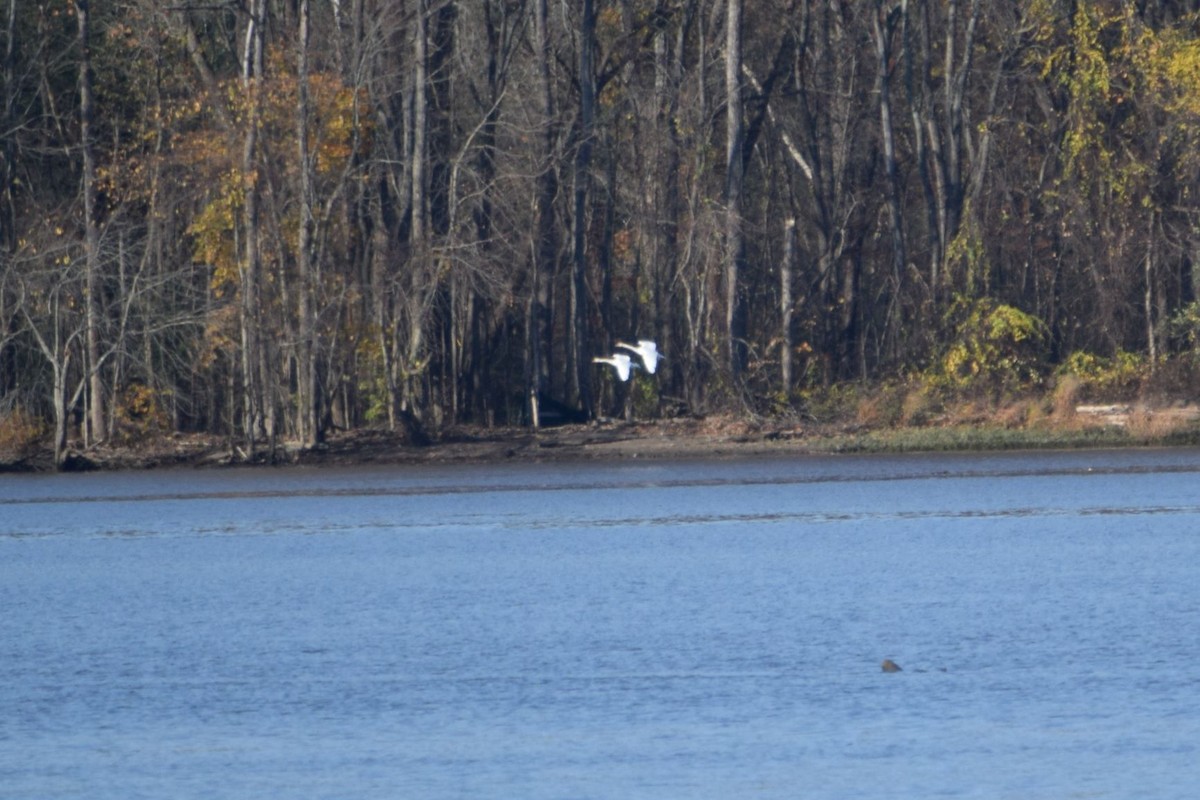 Cygne tuberculé - ML185955001