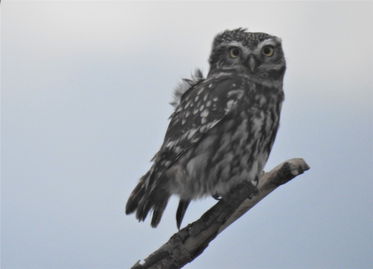 Little Owl - Cesar Clemente