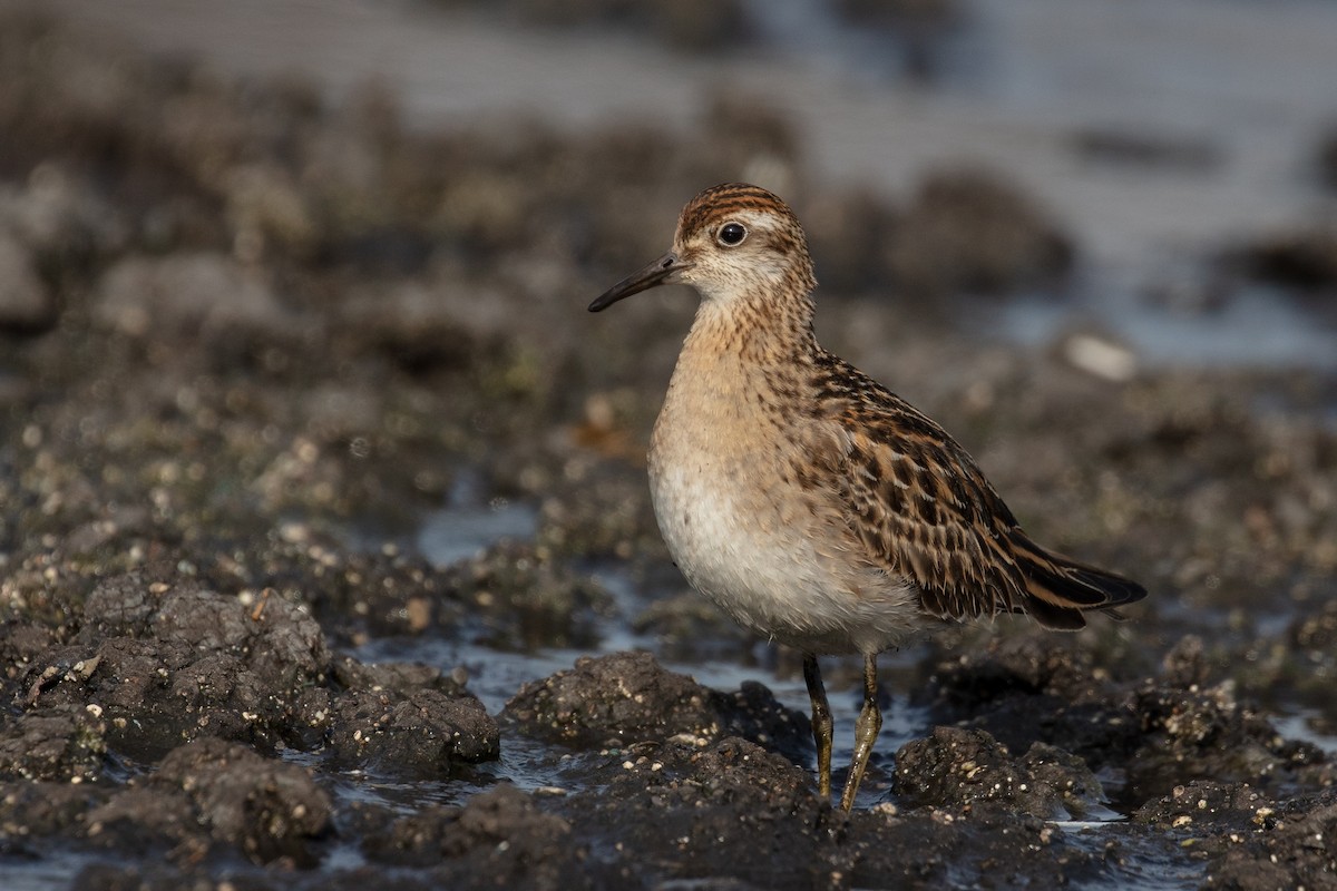 Sharp-tailed Sandpiper - Blair Dudeck