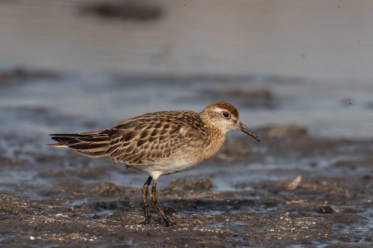 Sharp-tailed Sandpiper - ML185955411