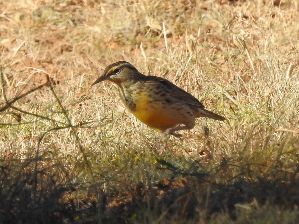 Western Meadowlark - ML185955651