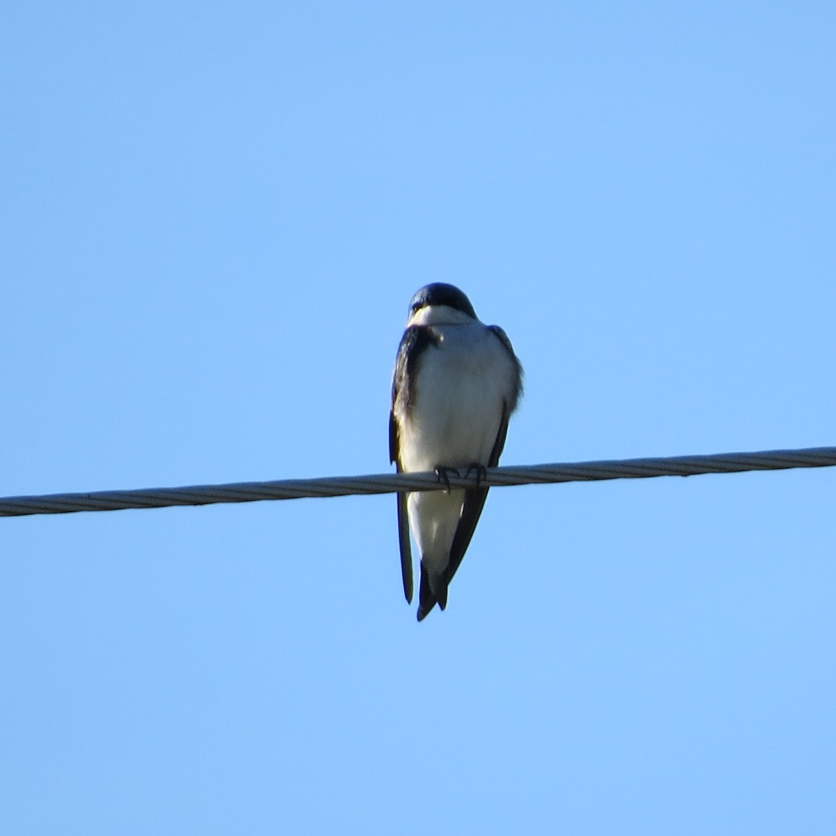 Tree Swallow - Albert Connette