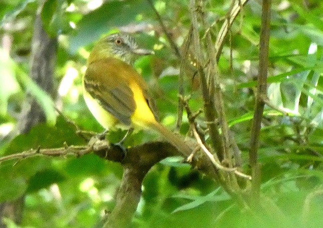 Bright-rumped Attila - ML185969171