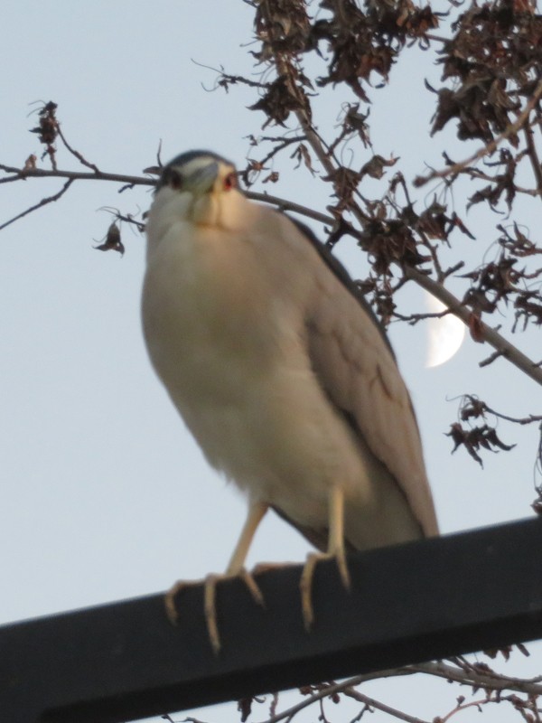 Black-crowned Night Heron - ML185969601