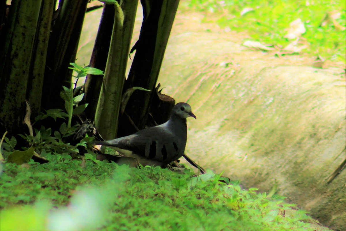 Maroon-chested Ground Dove - Efraín Quiel