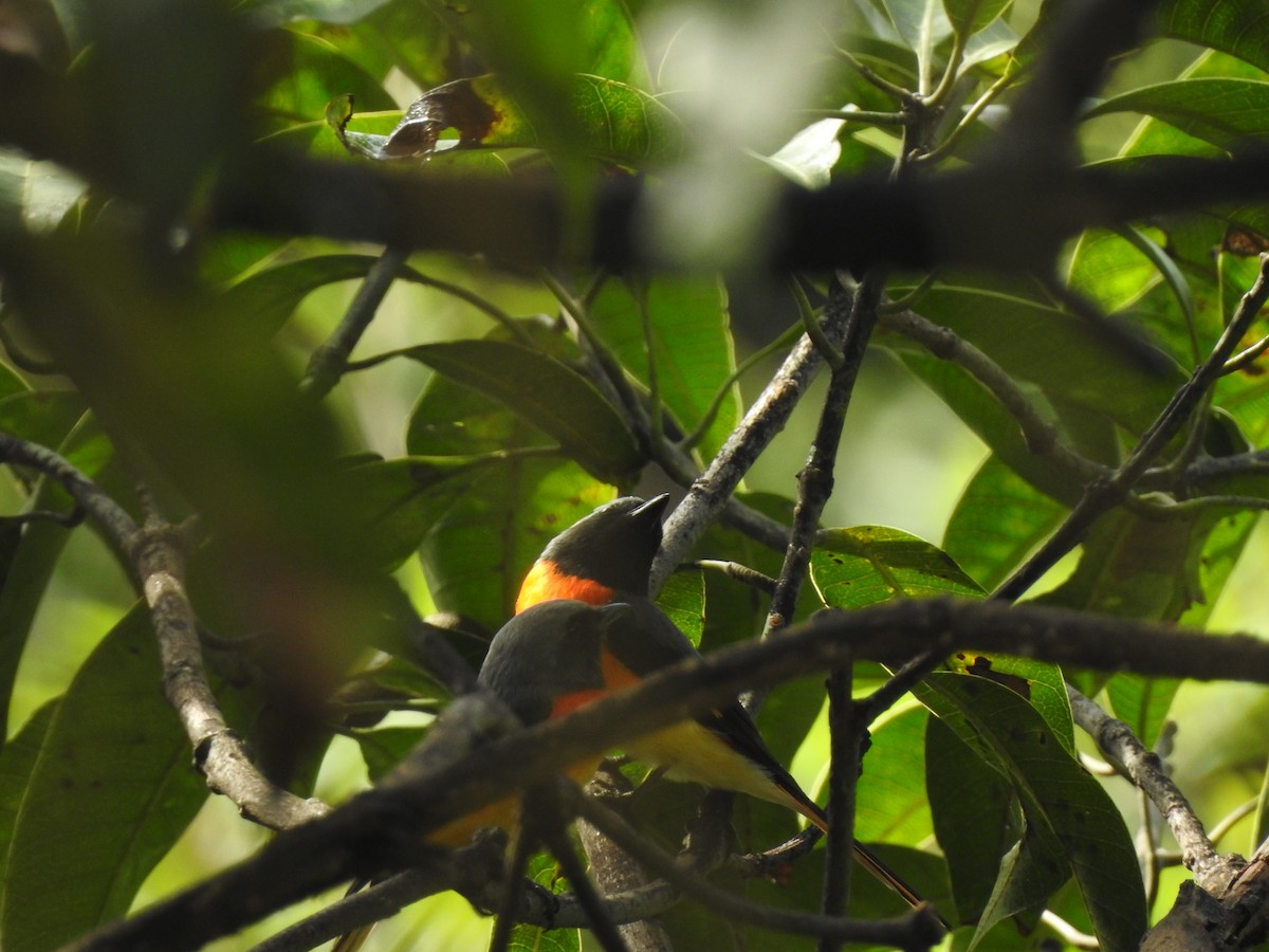 Small Minivet - ML185973441