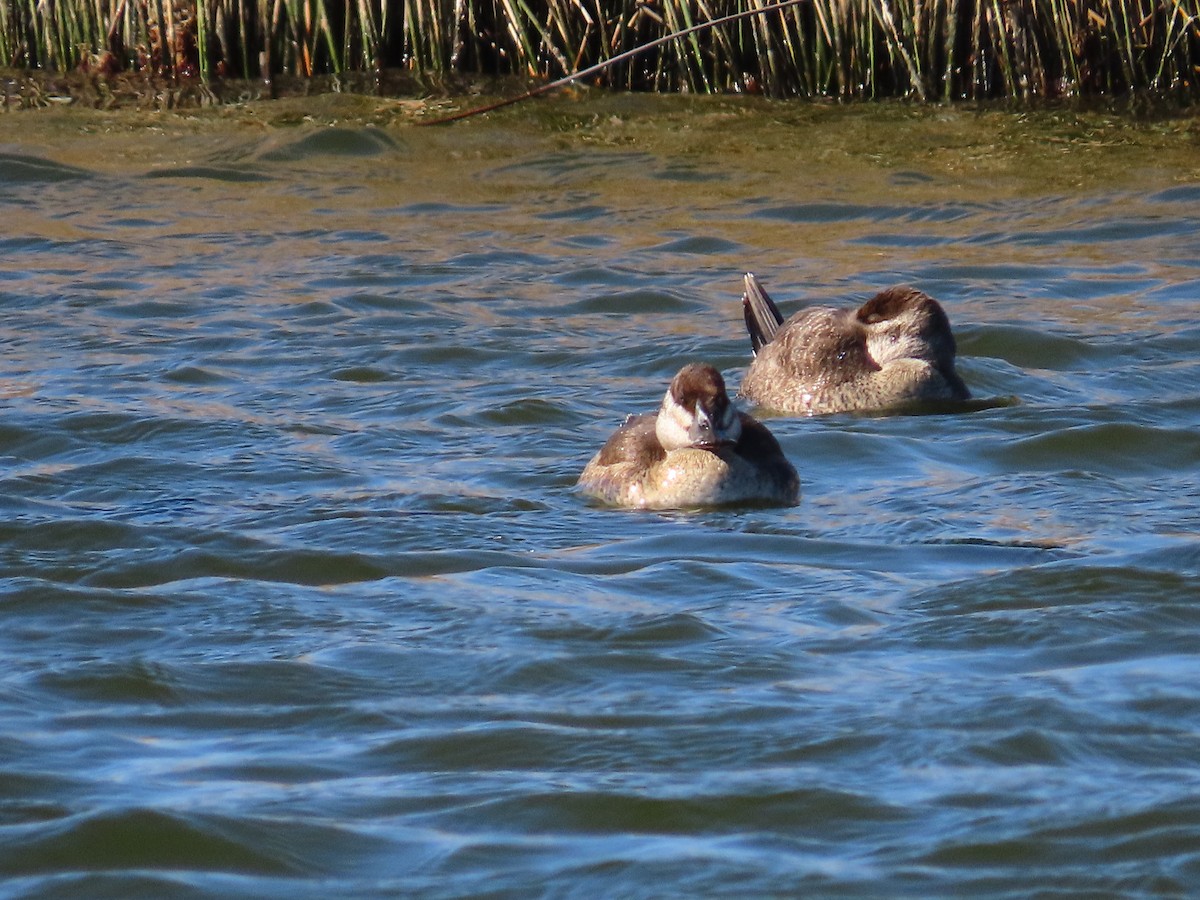 Ruddy Duck - ML185975321