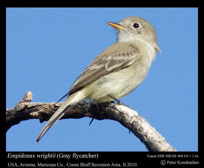 Gray Flycatcher - ML185975511