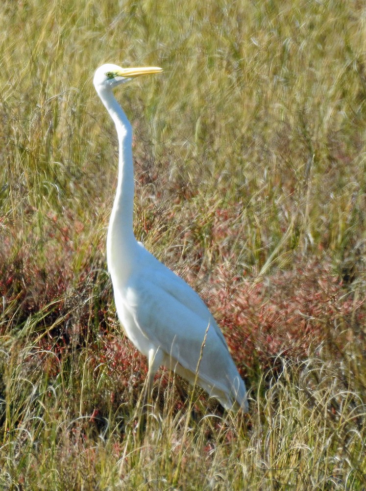 Great Egret - ML185976181