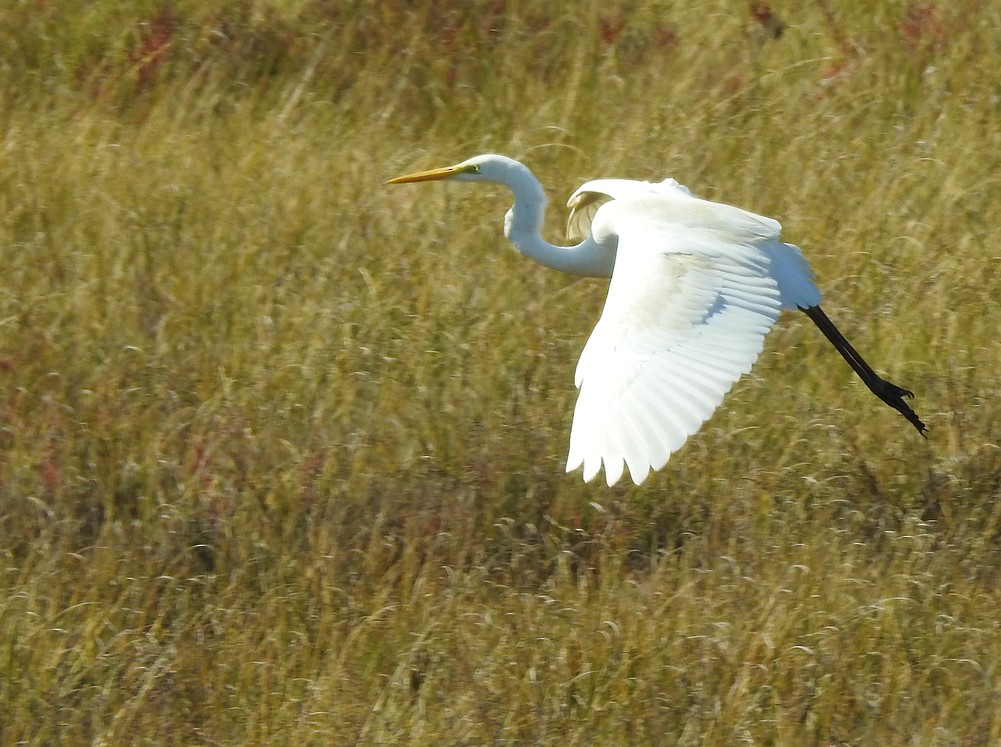 Great Egret - ML185976241