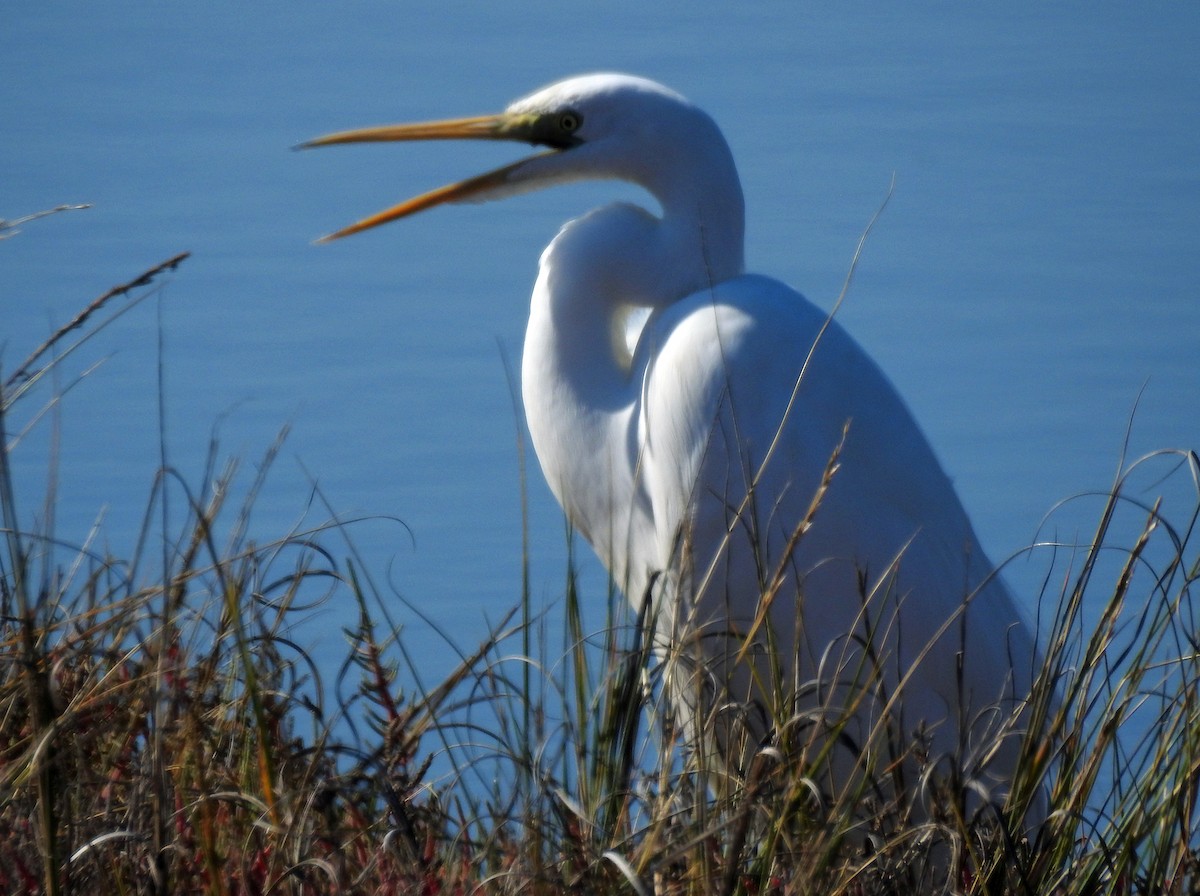 Great Egret - ML185976301