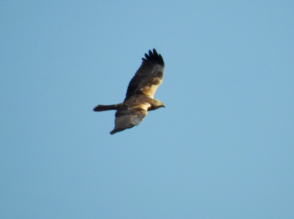 Western Marsh Harrier - ML185977671