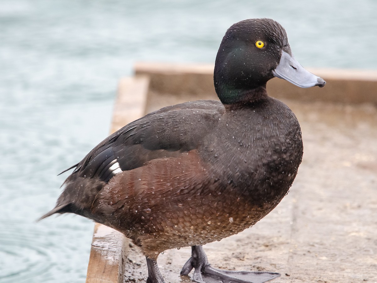 New Zealand Scaup - ML185978731