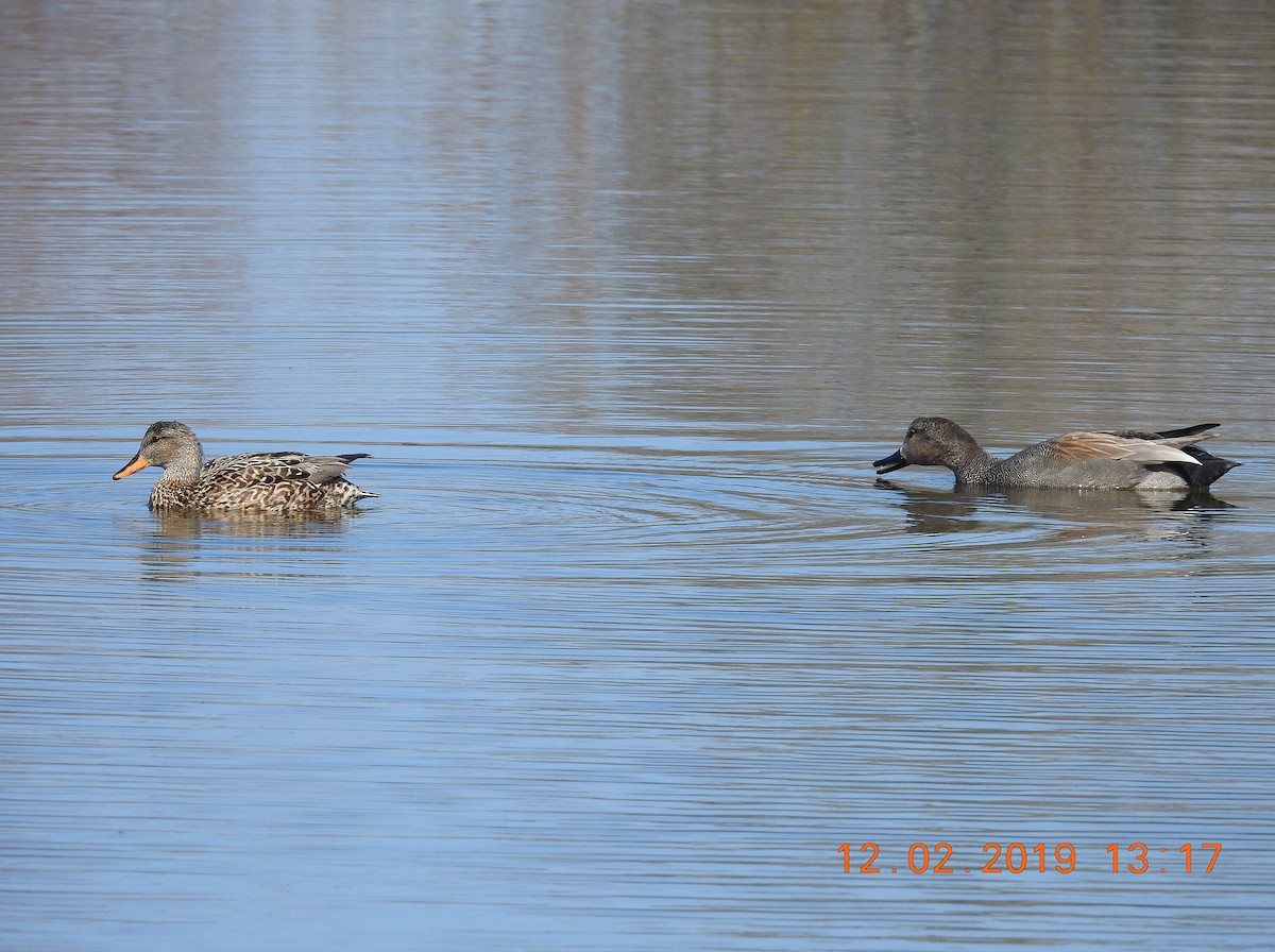 Gadwall - ML185978771