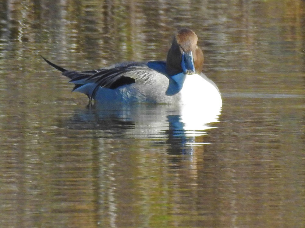 Northern Pintail - ML185979331